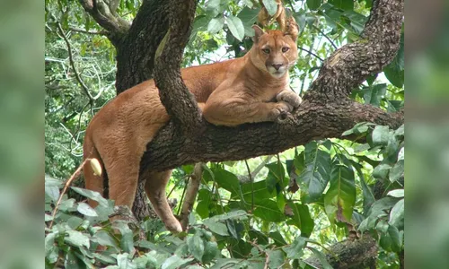 Onça-parda assusta moradores na zona rural de Rolândia