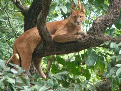 Onça fica sentada tranquilamente no galho de um pé de castanha - Foto - Reprodução