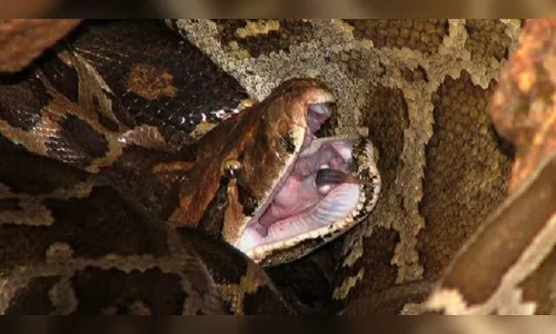 Criança de 3 anos brinca com cobra de 80 kg e 6 metros; veja vídeo