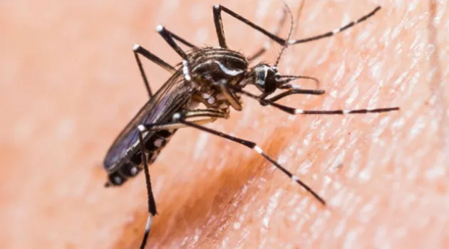 Cerca de 300 milhões de pessoas no mundo podem ter sido contaminadas pelo vírus da dengue - Imagem ilustrativa