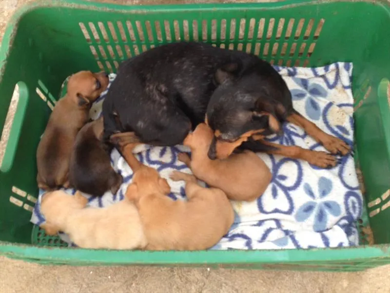 Rede de Proteção apreendeu 90 cães em dois criadouros clandestino em Curitiba Foto: Divulgação/SMCS