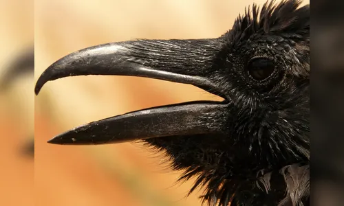 Corvos invadem céu e deixam pessoas assustadas; veja vídeo