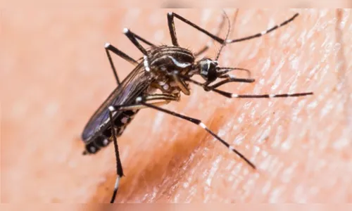 Cerca de 300 milhões de pessoas no mundo podem ter sido contaminadas pelo vírus da dengue