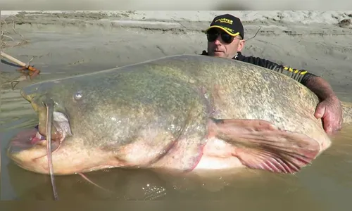  Criatura gigante impressiona pesquisadores