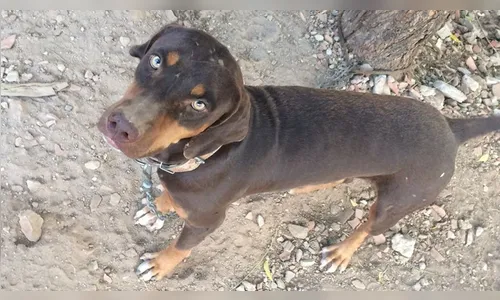 Cão mata gato que transportava celulares dentro de presídio