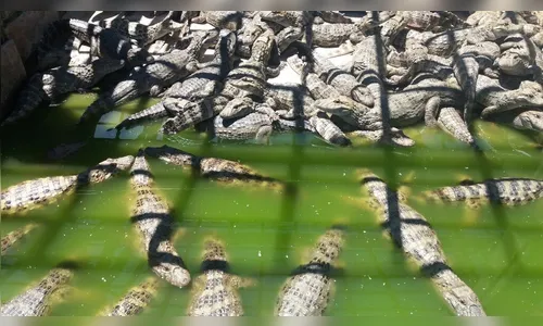 Mais de 2 mil jacarés são achados em criadouro desativado