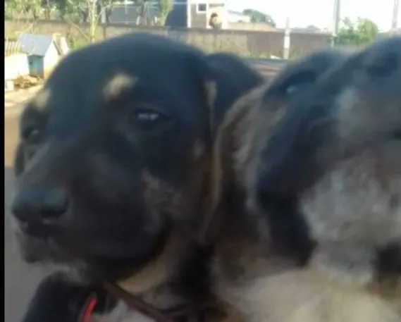 Filhotes de cães foram achados feridos, amarrados e abandonados em matagal​ - Foto - Sílvia Vilarinho, da 98 FM