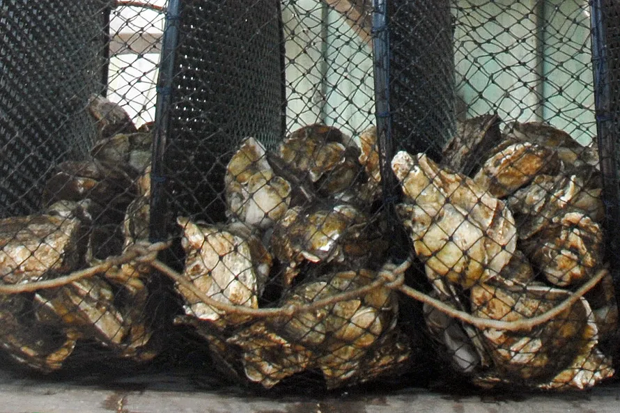 Saúde interdita comércio de moluscos de Santa Catarina