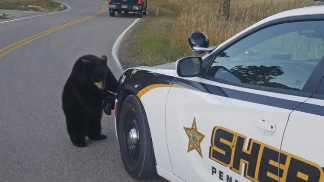 Filhotes de ursos fogem de parque e são recapturados ao tentarem subir em viatura policial