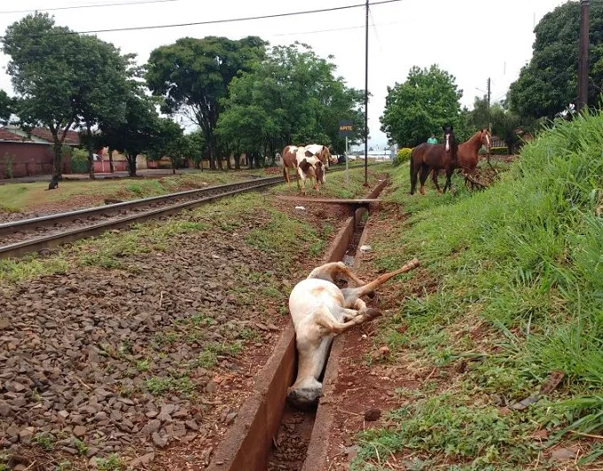 Trem atropelou e matou cavalo na zona norte de Apucarana Foto - Reprodução