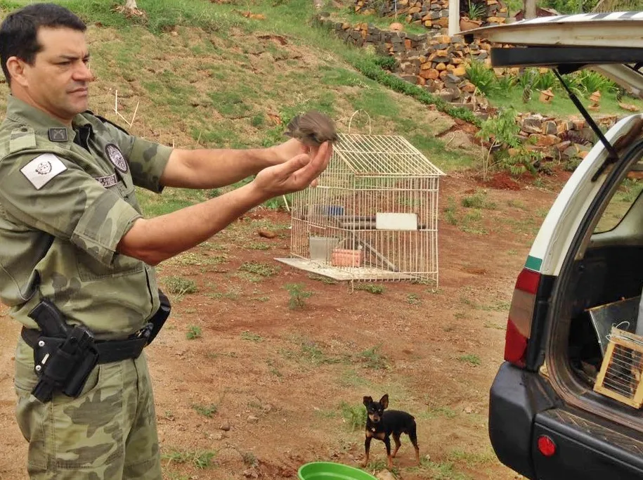 Pássaros foram resgatados pela Polícia Ambiental após denúncia. Foto: Polícia/Divulgação