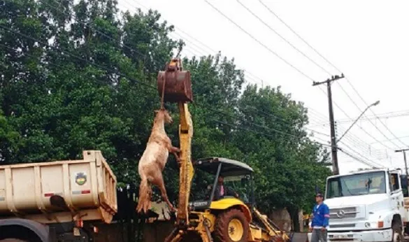Cavalo morto é removido por funcionários da prefeitura - Foto: Reprodução