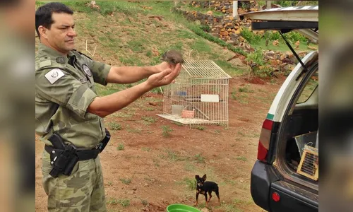 Polícia Ambiental resgata 11 aves de cativeiro em Jandaia do Sul