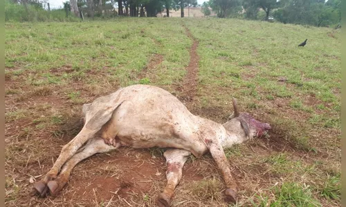 Polícia Ambiental investiga denúncia de maus-tratos contra animais