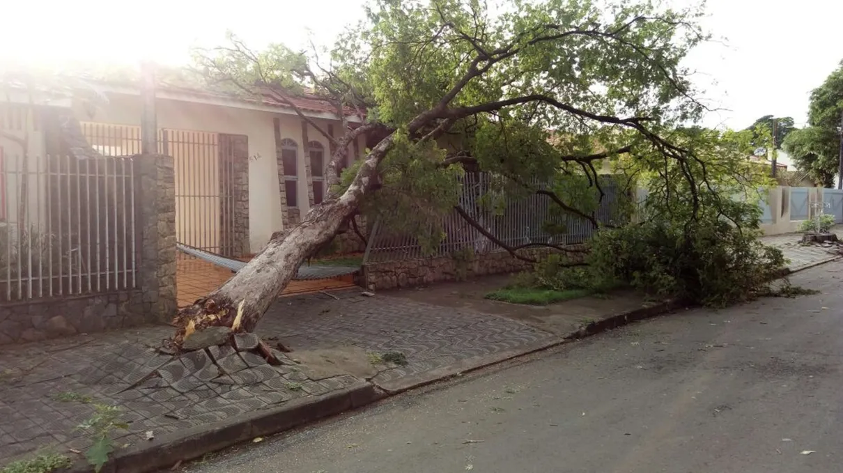 Segundo a Defesa Civil, quedas de árvorem impediam a saída dos moradores de seus imóveis - Foto: Divulgação/Defesa Civil de Maringá