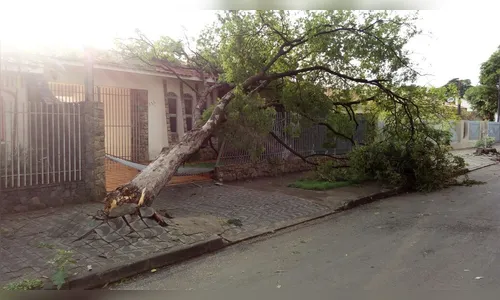Ventos de até 75 km/h provocam danos em Maringá
