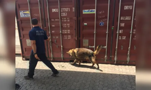 Cocaína avaliada em R$ 42 milhões que iria para Portugal é apreendida em contêiner de navio