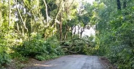 Queda de árvore bloqueia acesso à 'Raposa' e mobiliza Bombeiros em Apucarana - Foto - Reprodução - Whatsapp