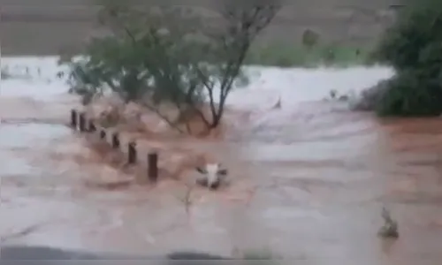 Bois são levados por enxurrada na zona rural de Kaloré - veja vídeo