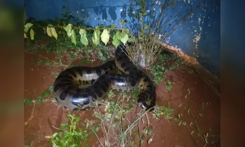 Cobra de 4 metros é resgatada depois de ser agredida e carregada em avenida por moradores; veja vídeo 
