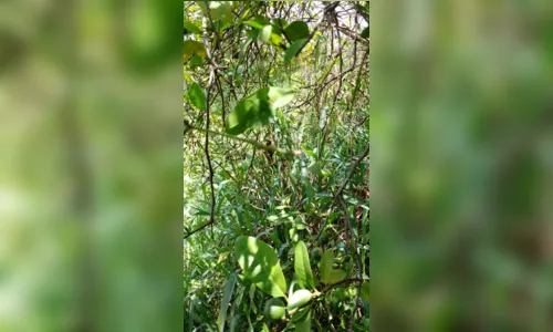 
							Você consegue ver um pica-pau carijó na foto?
						
						