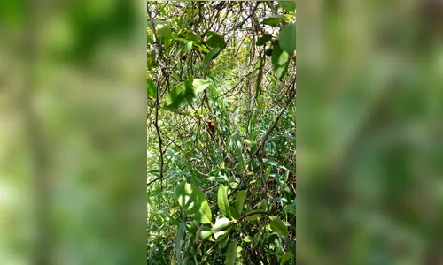 Você consegue ver um pica-pau carijó na foto?