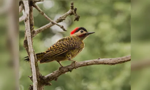 
							Você consegue ver um pica-pau carijó na foto?
						
						