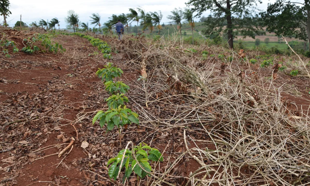 Café perdeu 75% área plantada na região de Ivaiporã nas últimas duas décadas