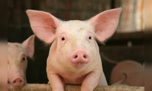 Ladrões furtam porcos de chácara em Borrazópolis