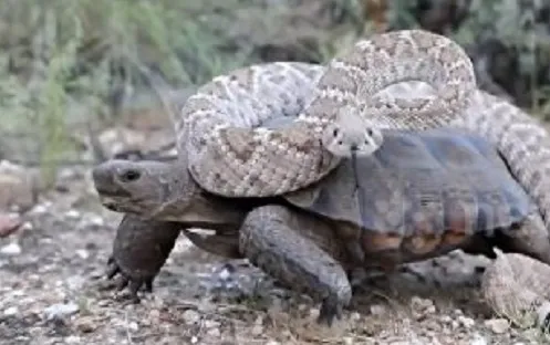 Cobra venenosa 'pega carona' com tartaruga - Imagem - Reprodução/YouTube