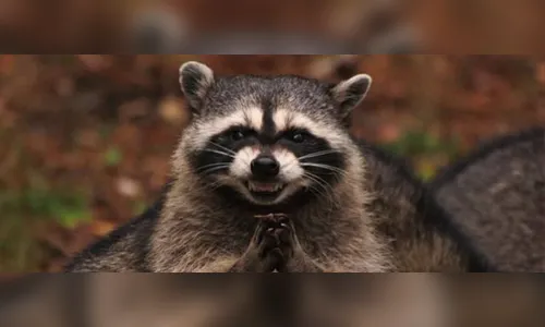 Devore a alma de seus amigos e inimigos com esta extensão FDP para o Chrome