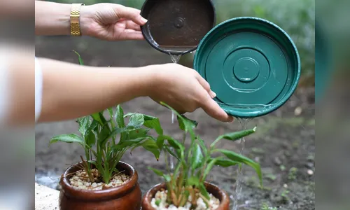 16ª RS confirma caso de chikugunya em Rio Bom