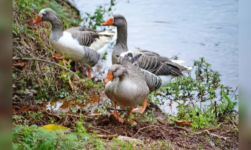 População de gansos do Parque das Aves está sendo monitorada pela prefeitura