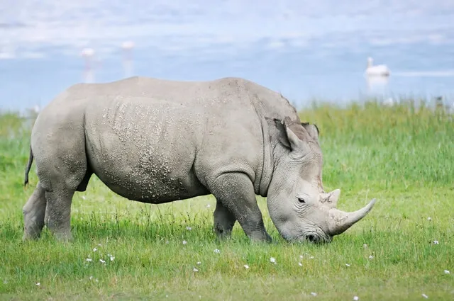 Não é o que parece: hipopótamos matam rinoceronte durante luta por água