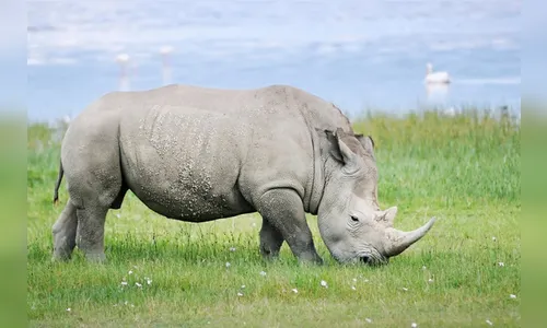 Hipopótamos matam rinoceronte durante luta por água; veja vídeo