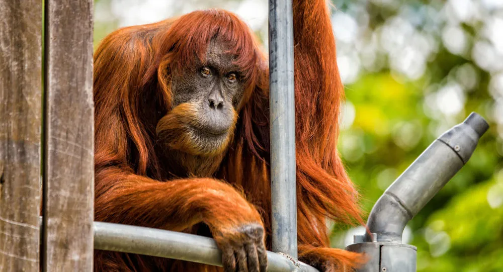 Cientistas descobrem nova espécie de orangotango surgida há 3 milhões de anos - REUTERS/ Perth Zoo/Alex Asbury