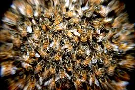 Homem de 61 anos morreu após ser atacado por abelhas em Ivatuba - Foto ilustrativa/Pixabay
