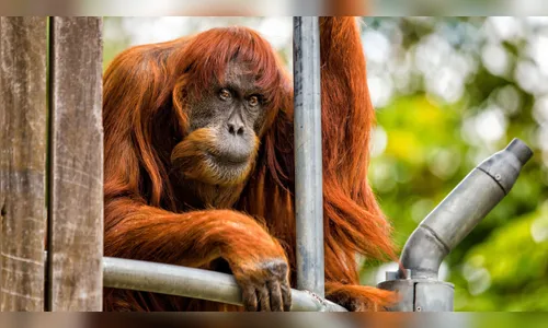 Cientistas descobrem nova espécie de orangotango surgida há 3 milhões de anos