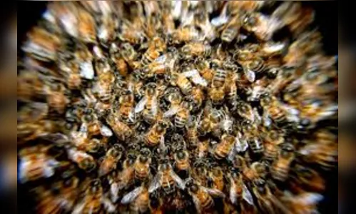 Abelhas atacam e picam três pessoas em Arapongas