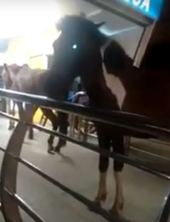Homem tenta embarcar com cavalos em ônibus; veja o vídeo