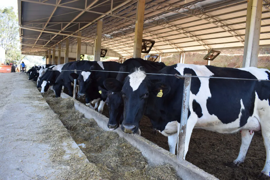 Produtores tem até o dia 30 para vacinar bovinos contra febre aftosa