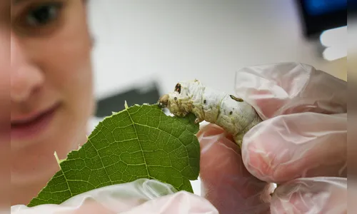Inovação tecnológica muda o perfil da sericicultura