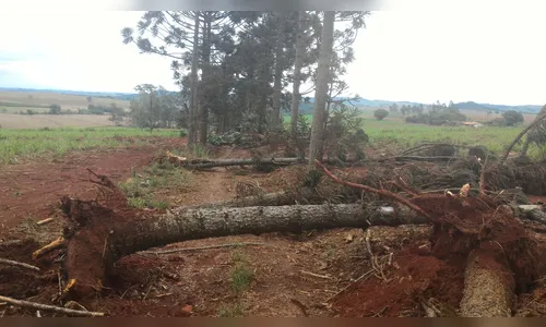 Chuva forte provoca queda de árvores em Marumbi