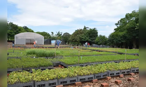 Mais de 3 milhões de árvores são necessárias para área rural da região