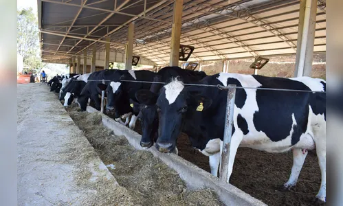 Produtores tem até o dia 30 para vacinar bovinos contra febre aftosa