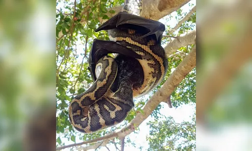 Na Austrália, cobra captura morcego, mas não consegue devorá-lo; veja vídeo
