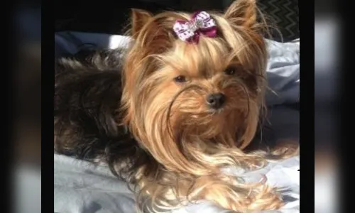 
							Empresária oferece R$ 2 mil a quem encontrar cachorrinha levada durante furto à residência
						
						