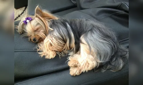 Empresária oferece R$ 2 mil a quem encontrar cachorrinha levada durante furto à residência