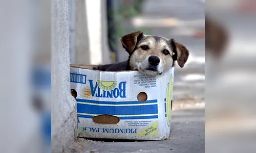 ONG protetora dos animais promove bazar beneficente 