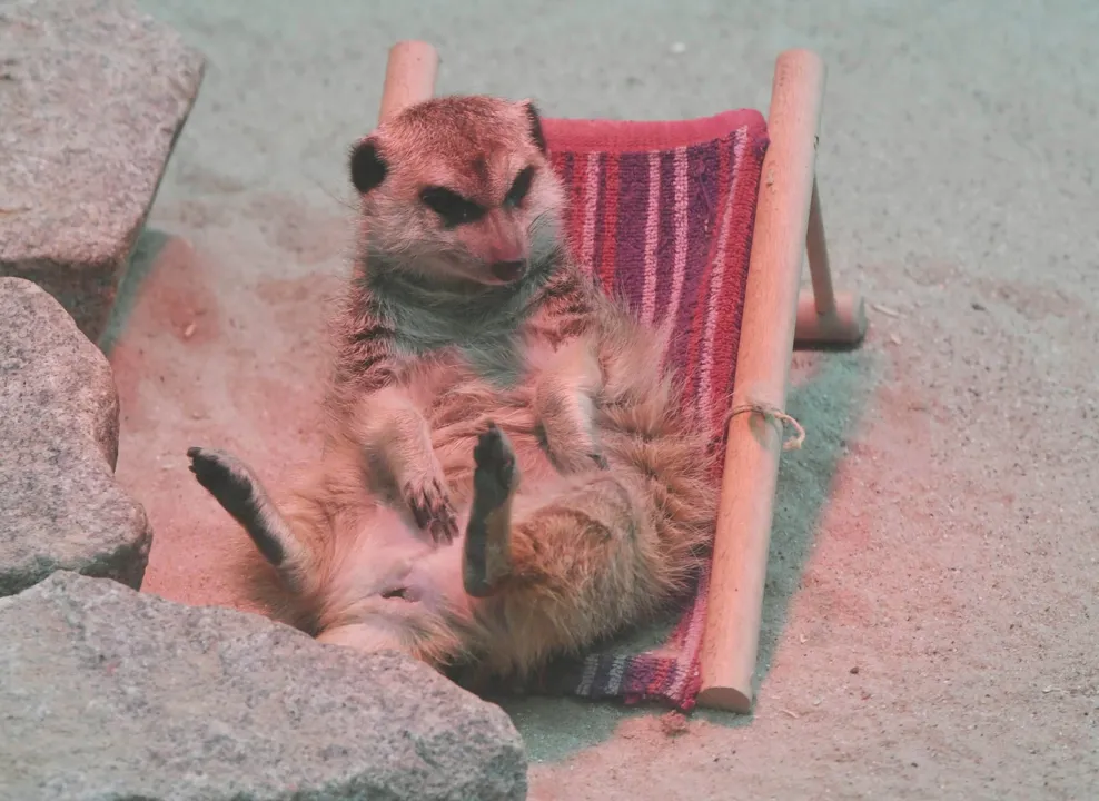 Suricata ganha minicadeira de praia em zoo na Alemanha (Foto: Uli Deck/dpa via AP)